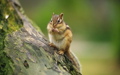 Wildlife Control in Westerville, OH: Tips for Removing Squirrels From You Home